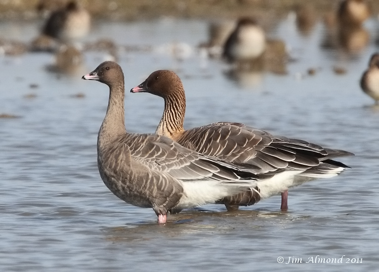 Pink Footed Goose x 2 Cley 27 9 11  IMG_1669